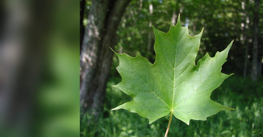 Остролистный клен