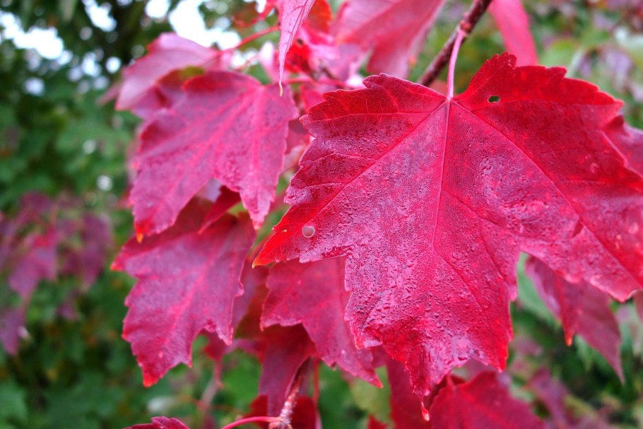 Клен красный ред сансет