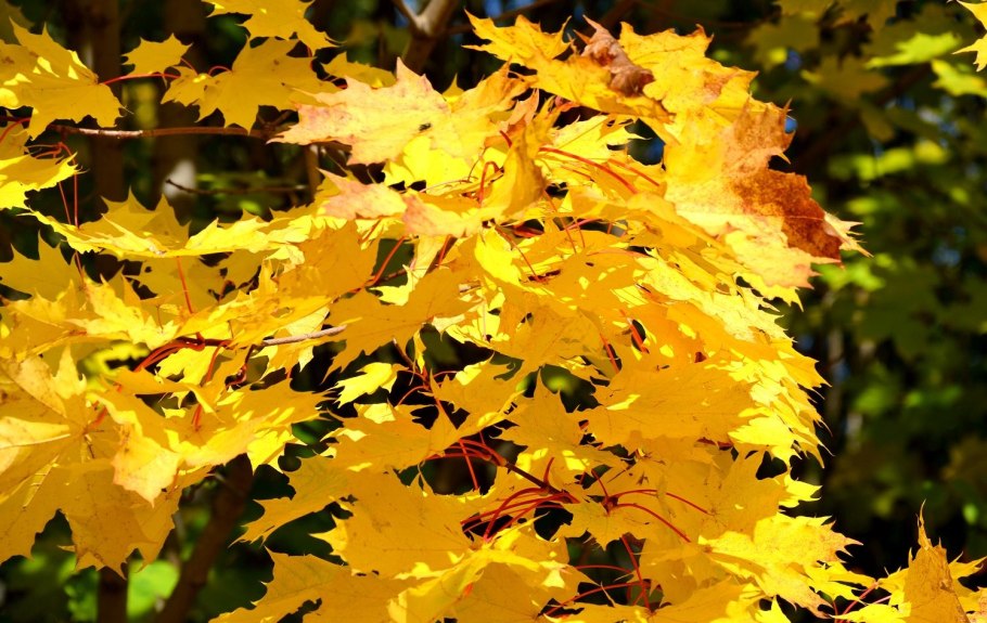 Клен канадский остролистный