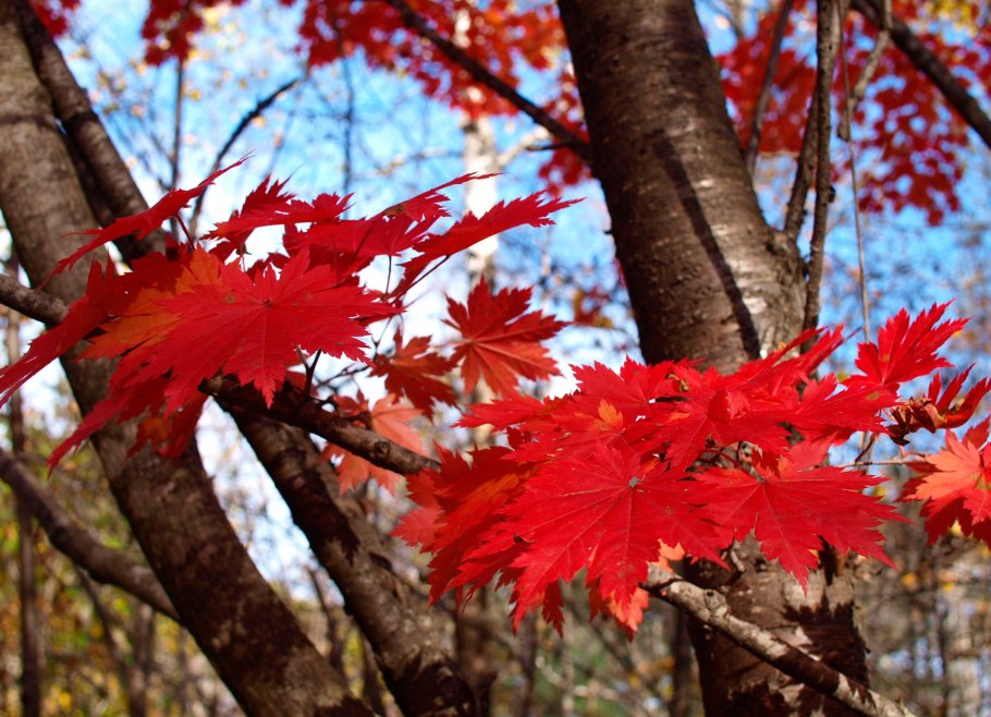 Клен ложнозибольдов