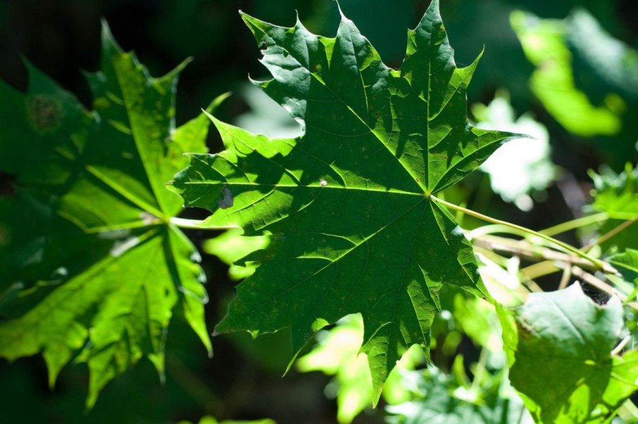 Остролистный клен