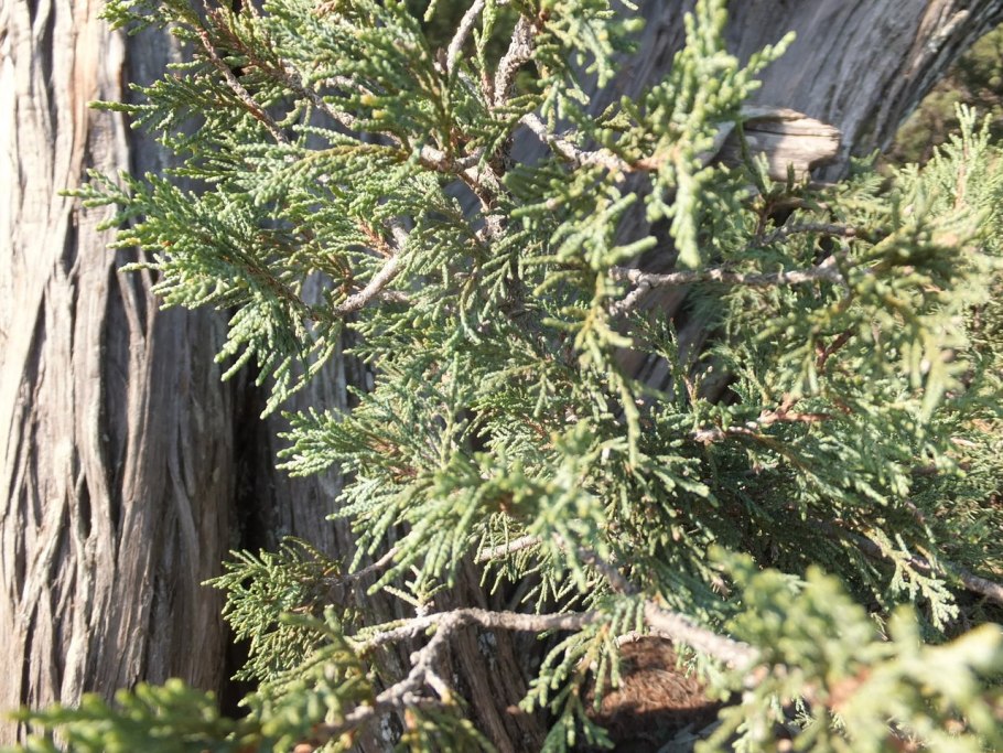 Можжевельник Зеравшанский