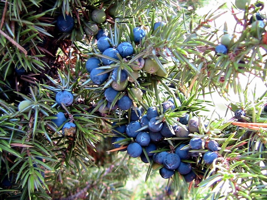 Juniperus communis