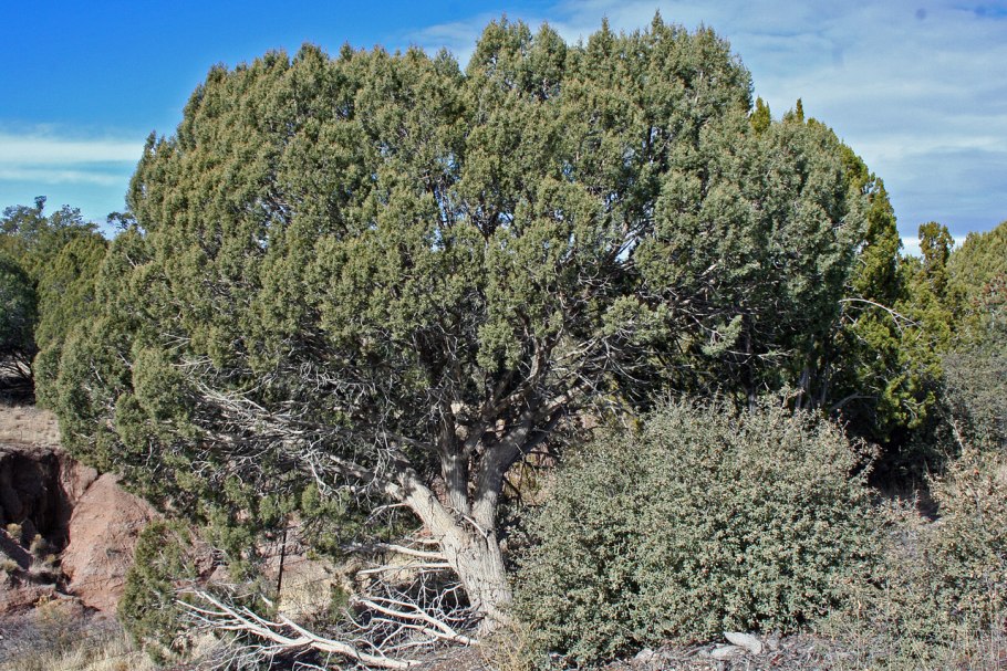 Можжевельник колючий крымский