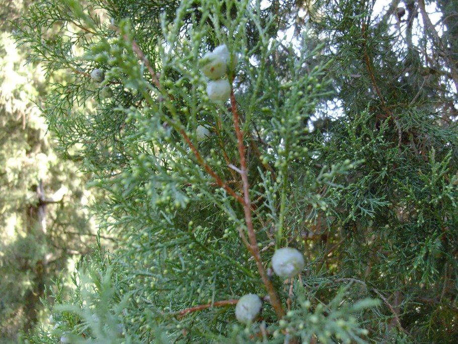 Можжевельник juniperus excelsa
