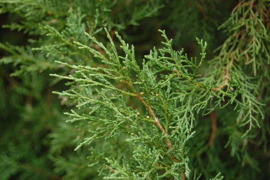 Можжевельник виргинский канаэрти