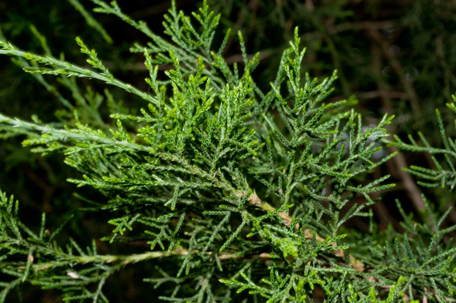 Арча – можжевельник туркменский( Juniperus Excelsa )