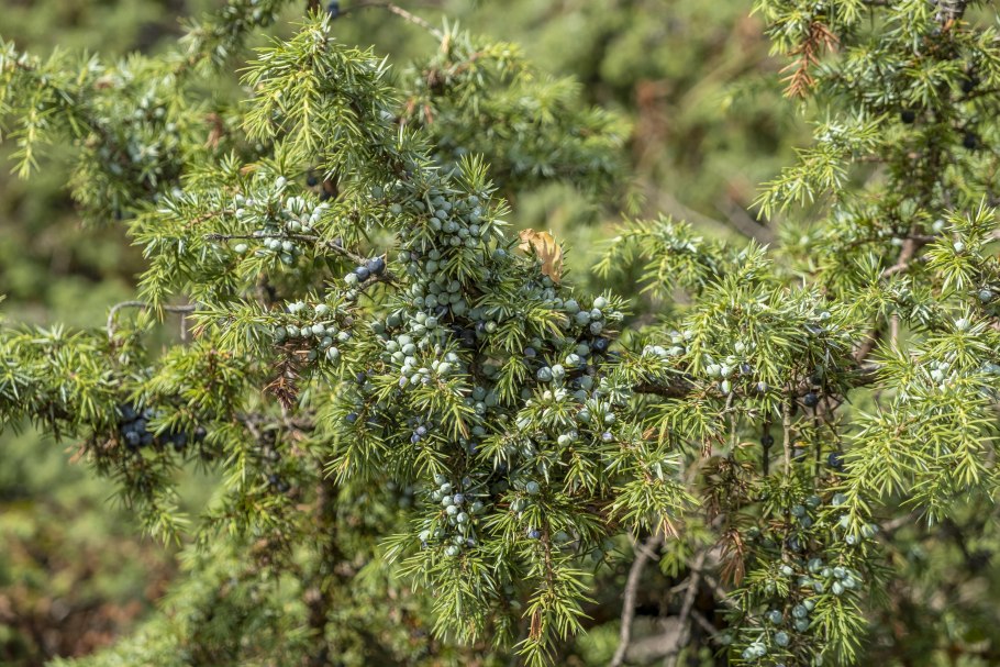 Можжевельник обыкновенный ареал