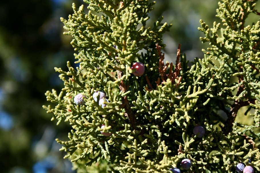 Можжевельник вонючий Juniperus foetidissima