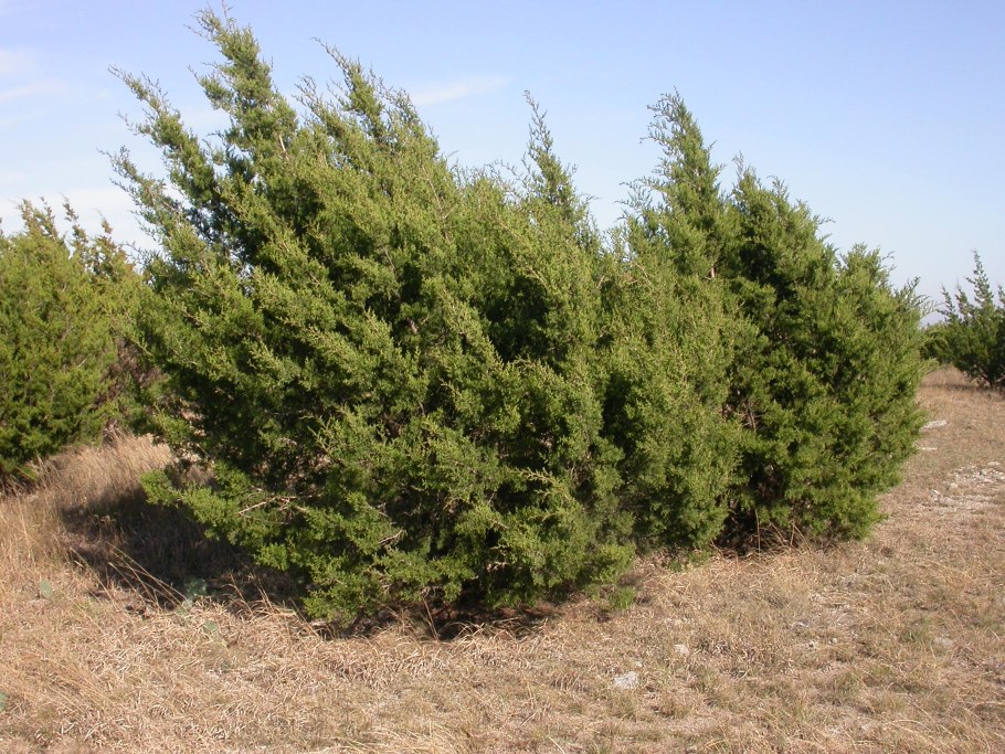Juniperus Excelsa m. Bieb.