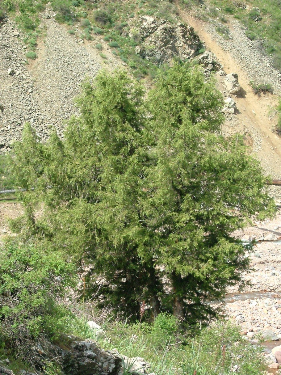 Можжевельник зеравшанский