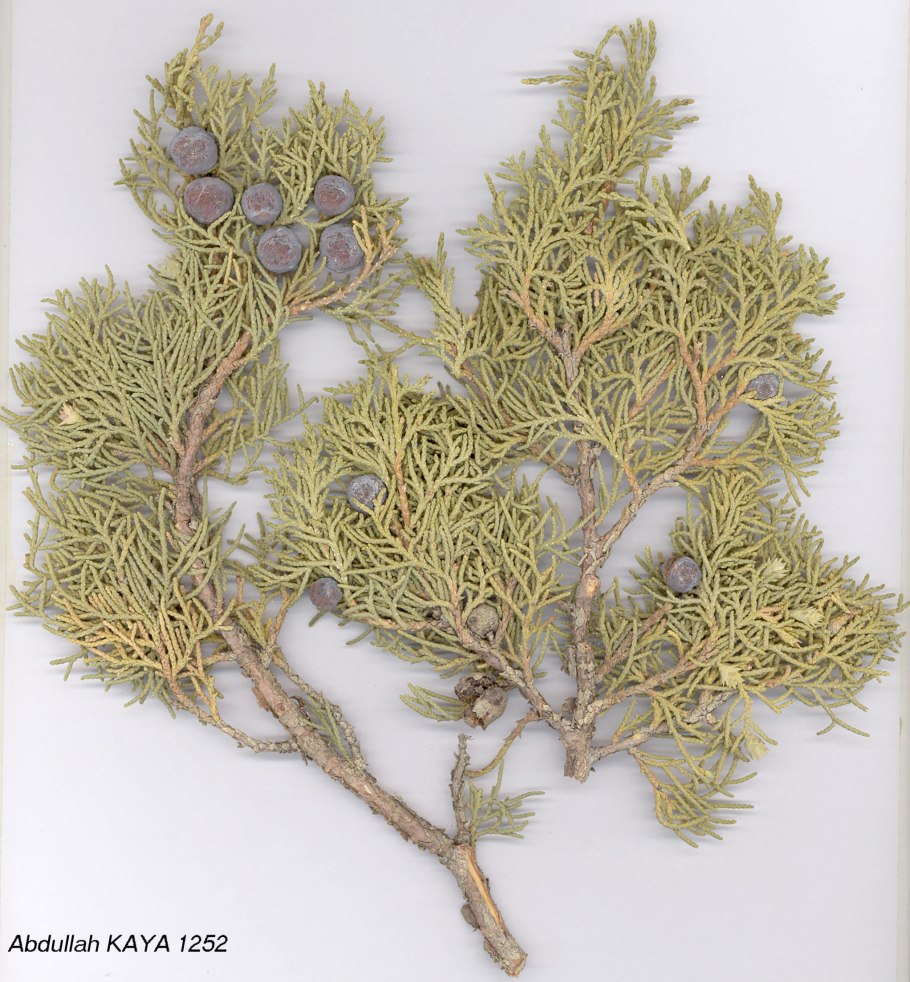 Можжевельник с ягодами Крымский