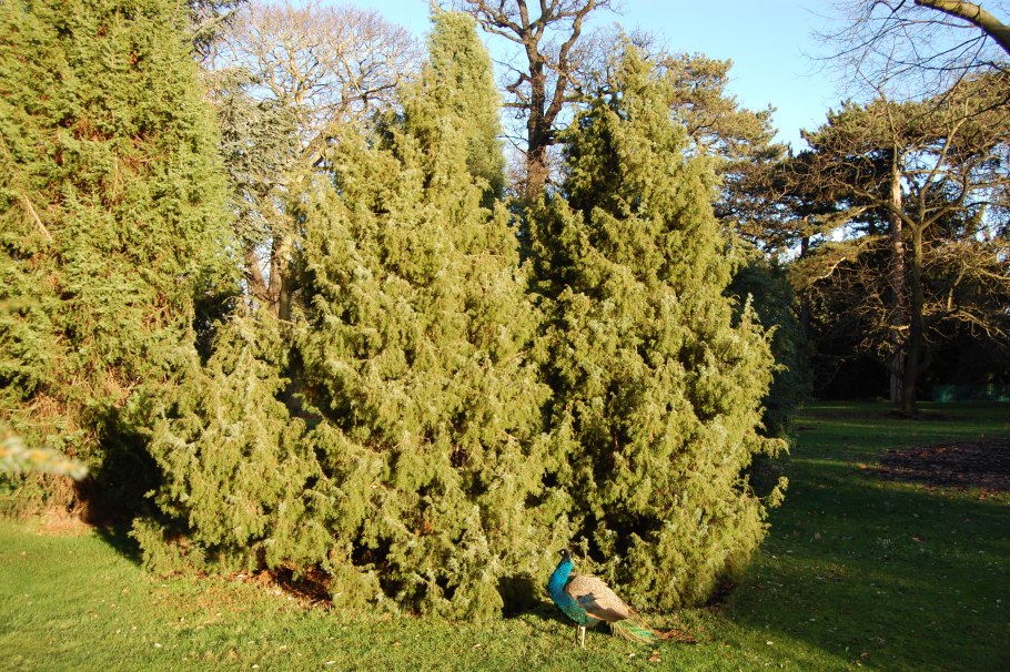 Можжевельник высокий Juniperus Excelsa