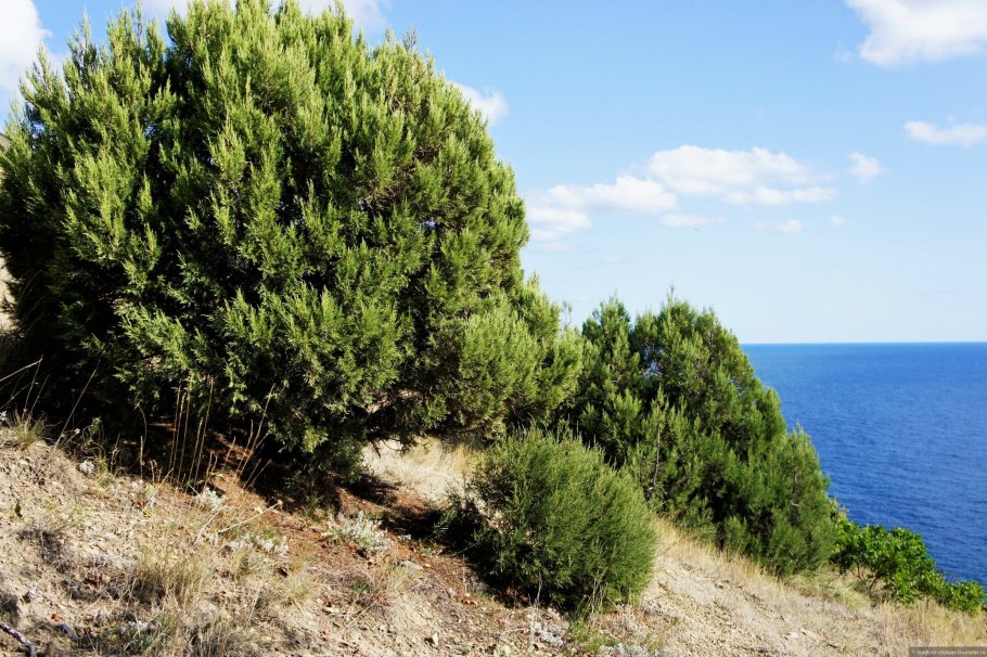 Можжевельник древовидный крымский