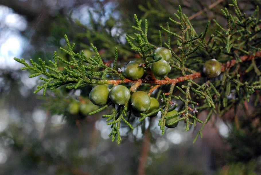 Можжевельник juniperus phoenicea