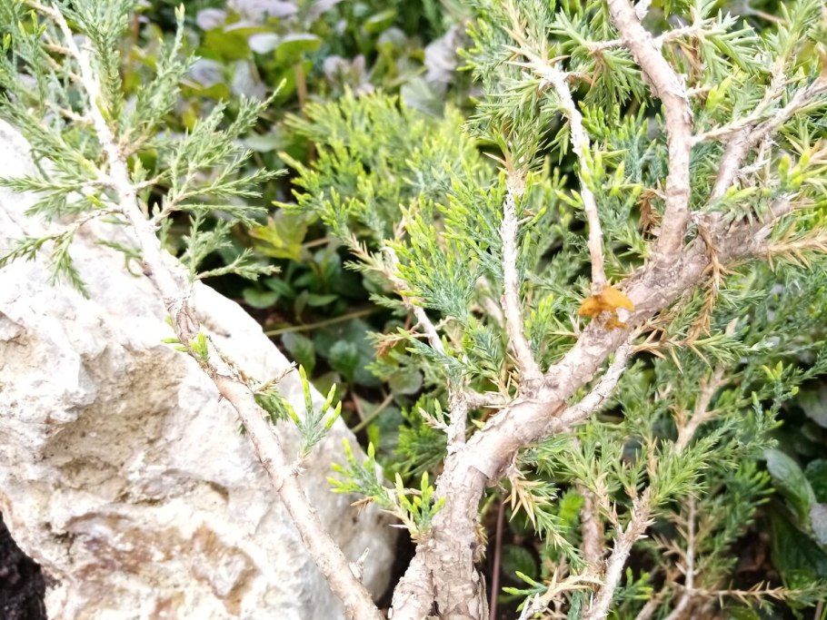 Можжевельник Крымский куст