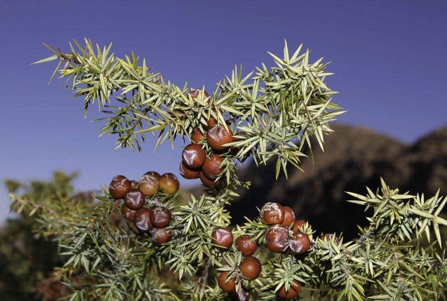 Можжевельник колючий juniperus oxycedrus