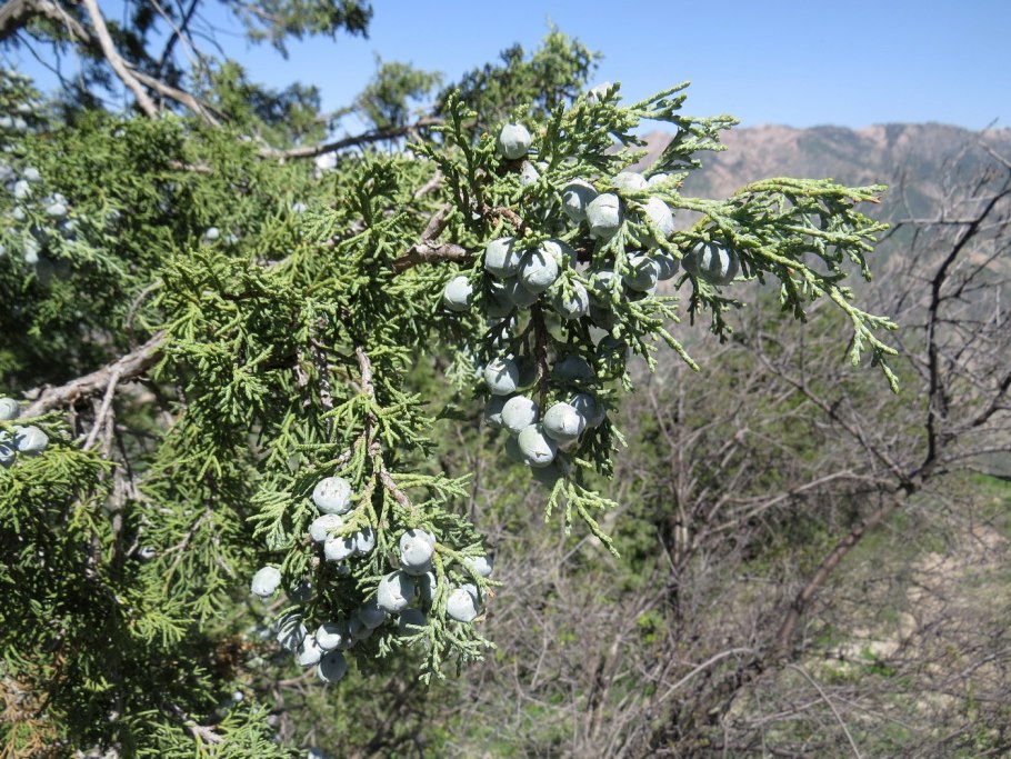 Juniperus californica