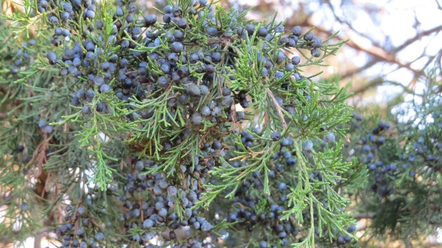 Можжевельник Туркестанский