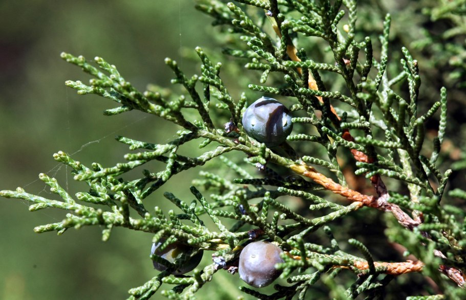 Juniperus foetidissima Willd.