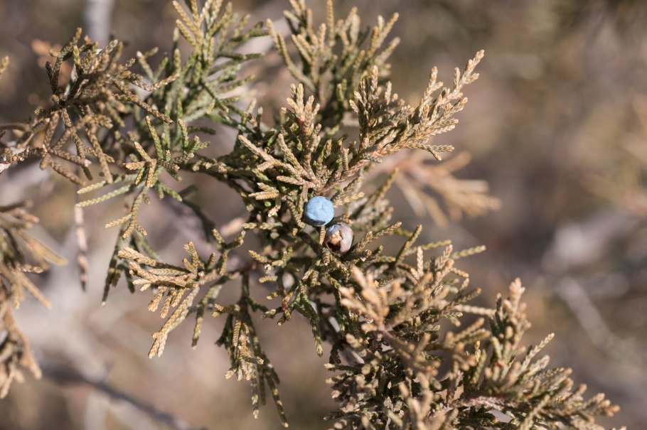 Можжевельник вонючий Juniperus foetidissima