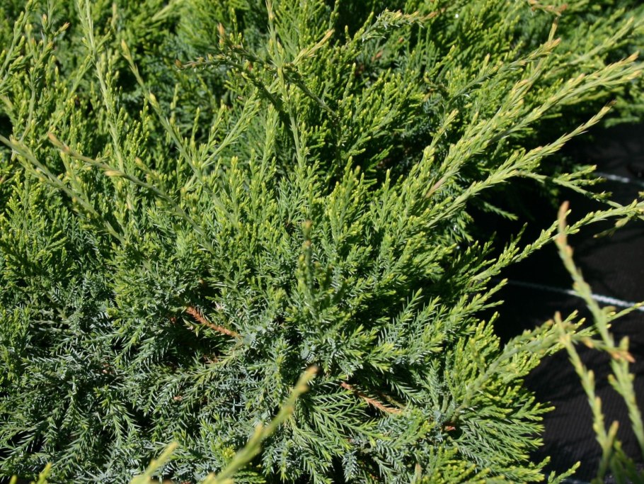 Можжевельник вонючий дерево