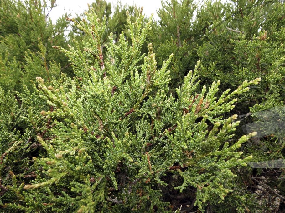 Juniperus foetidissima
