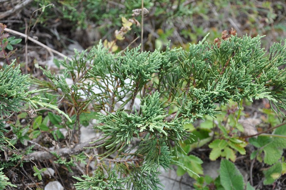 Можжевельник казацкий сабина