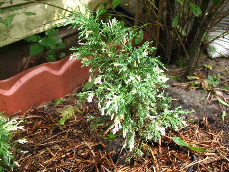 Можжевельник казацкий вариегата