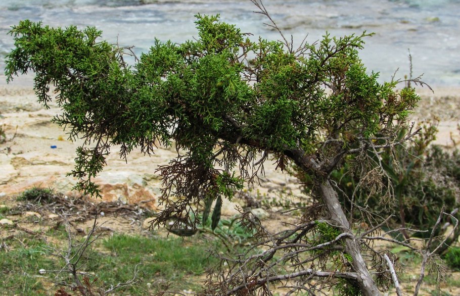 Juniperus phoenicea
