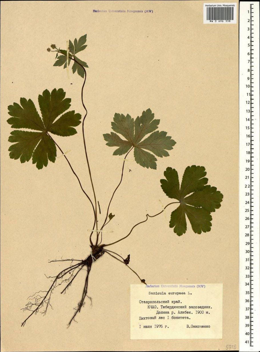 Подлесник Уральский