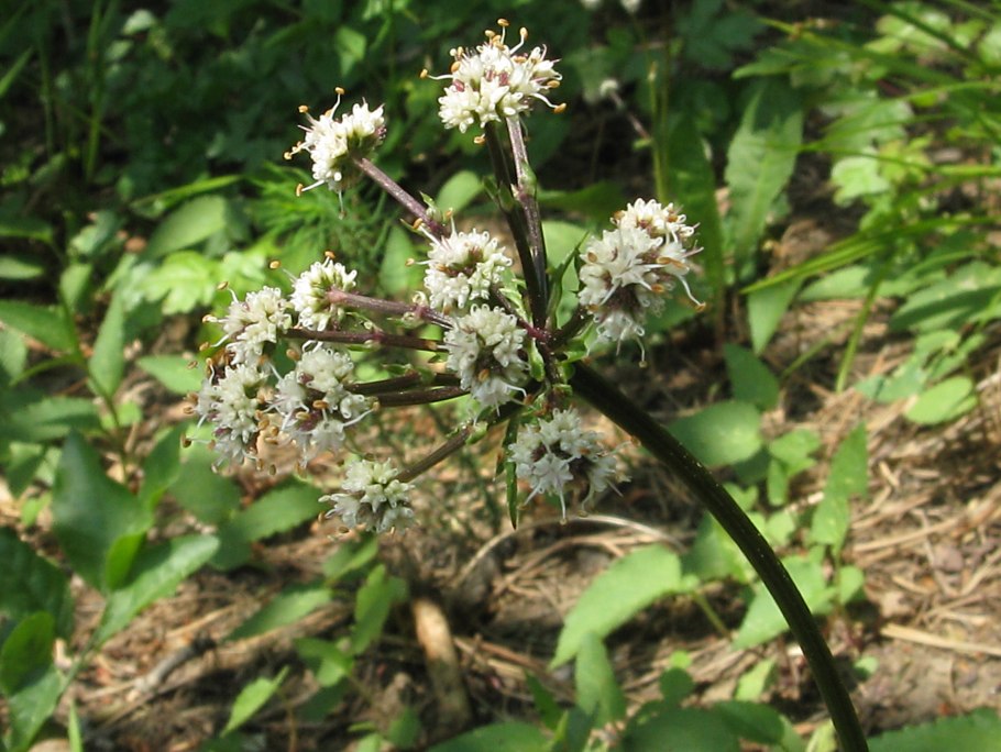 Подлесник Уральский ботаника