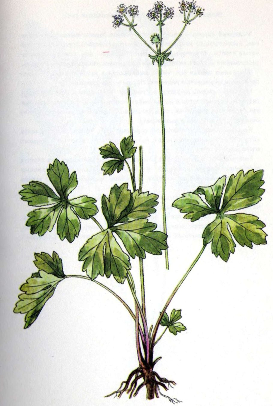 Sanicula europaea
