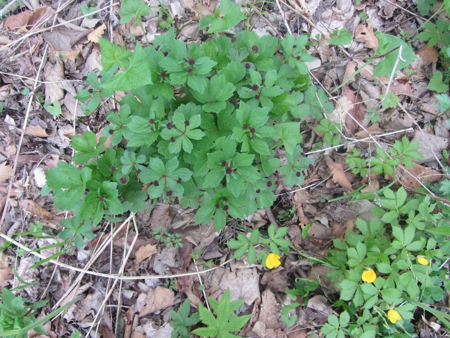 Подлесник красноцветковый (Sanicula rubriflora)