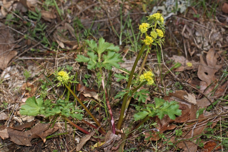 Зюзник Европейский