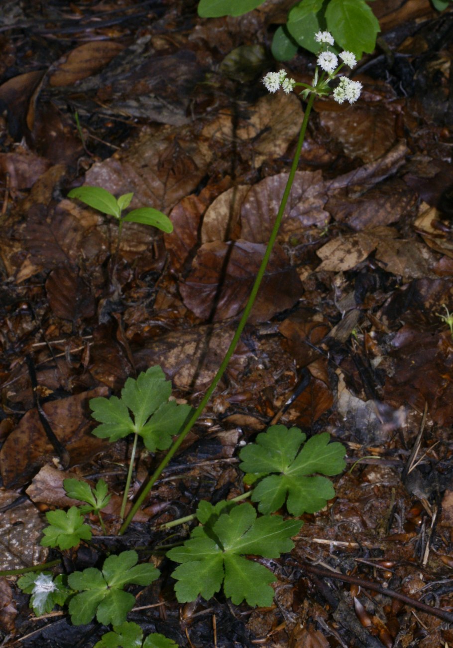 Корни Подлесник