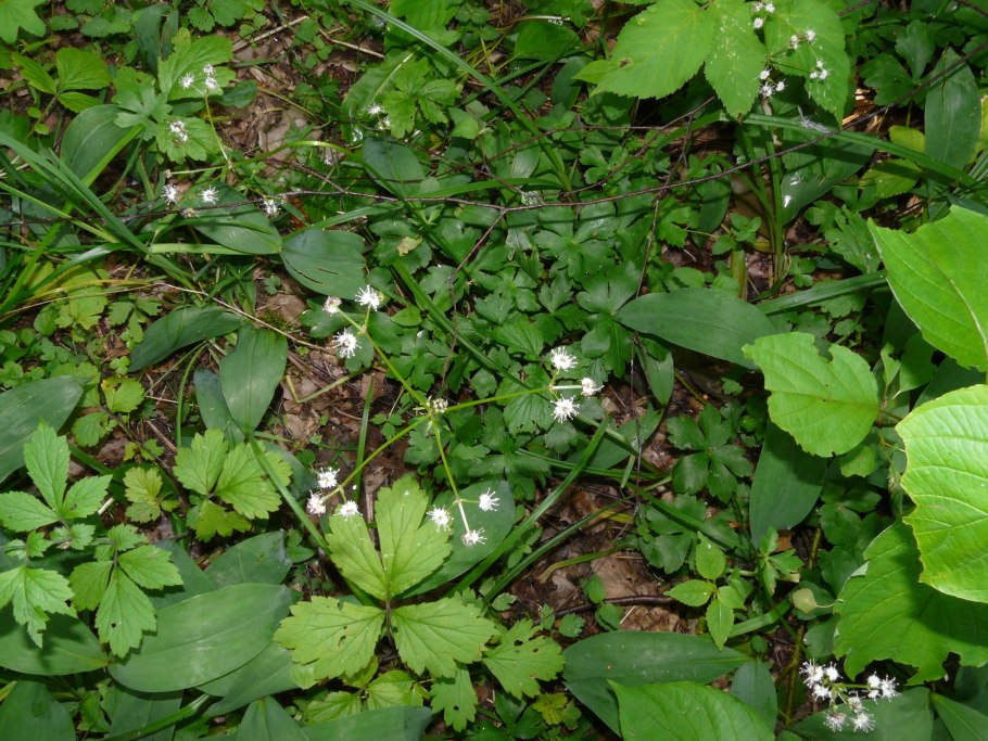 Подлесник Уральский