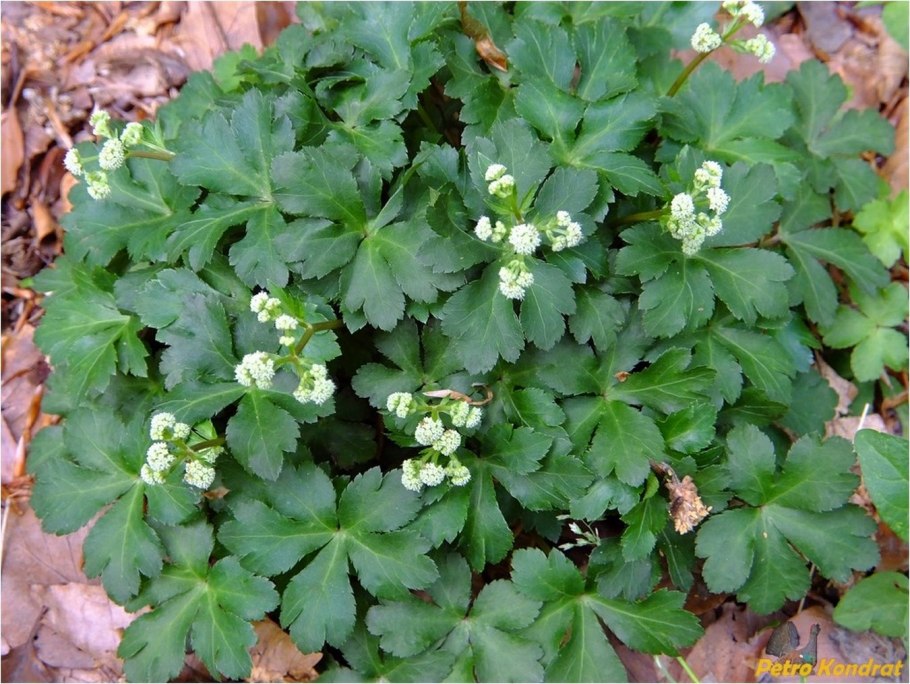 Подлесник Уральский