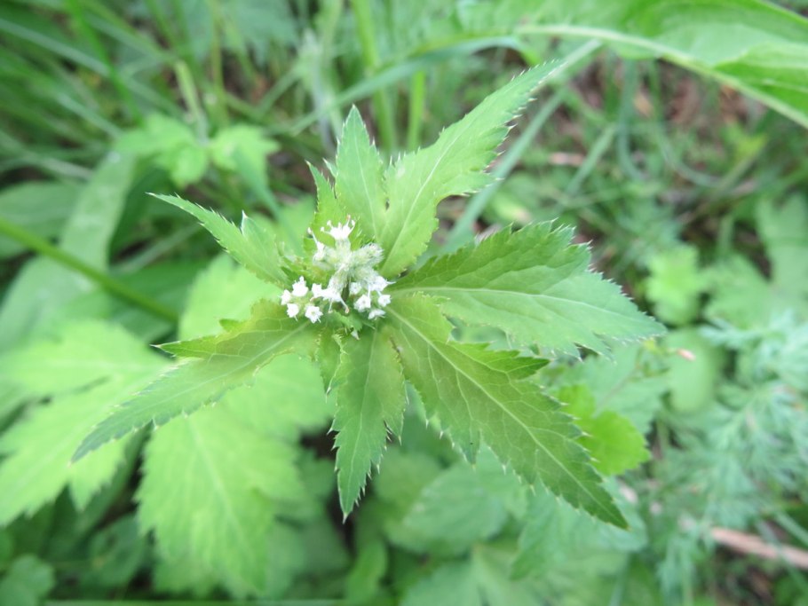 Подле́сник красноцветко́вый