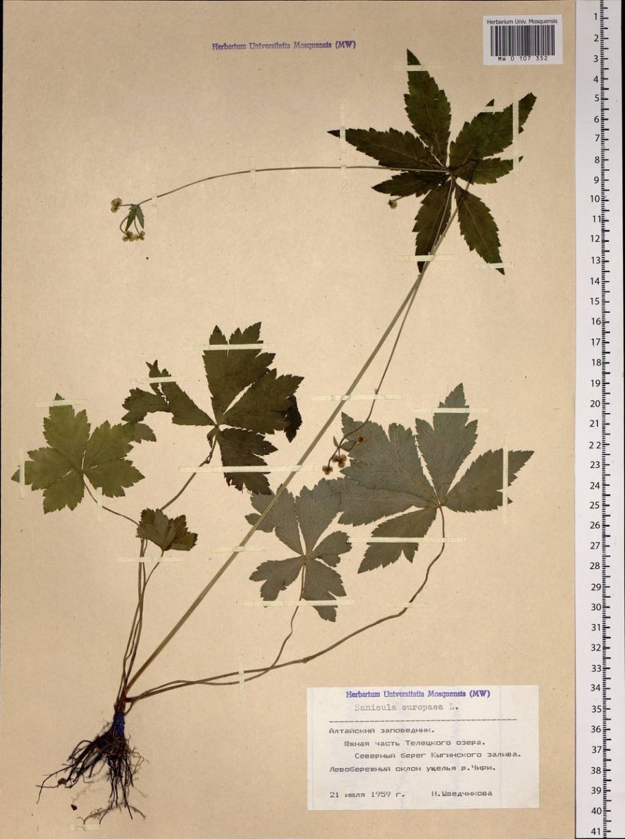 Подлесник жиральда