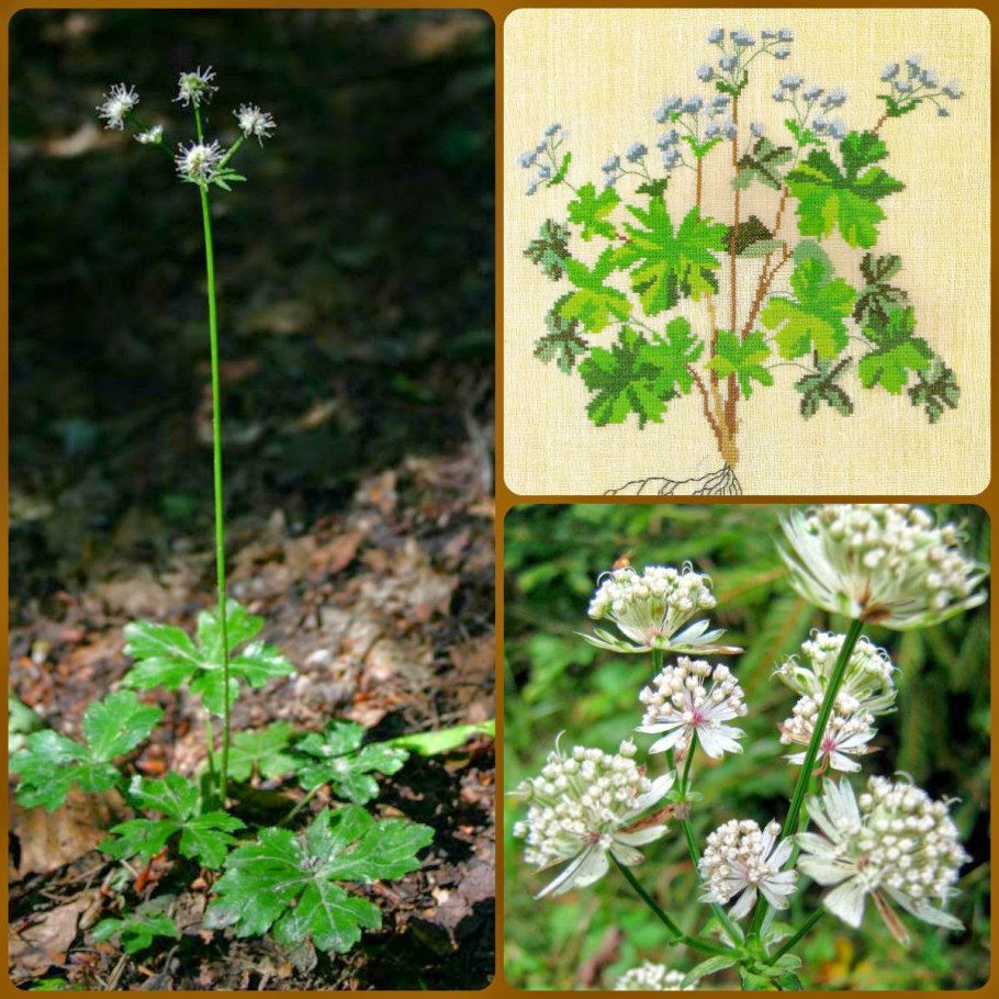 Дягиль обыкновенный