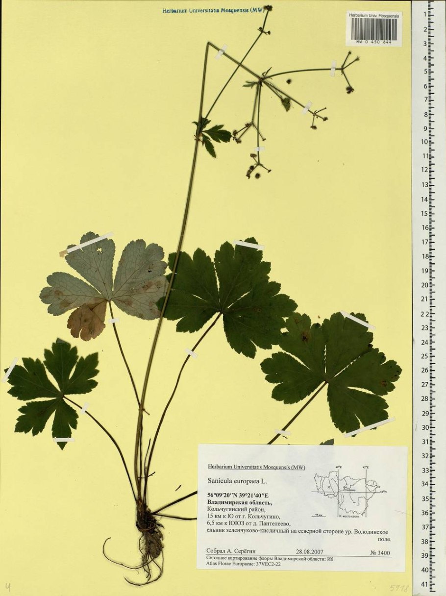 Подлесник Уральский фото