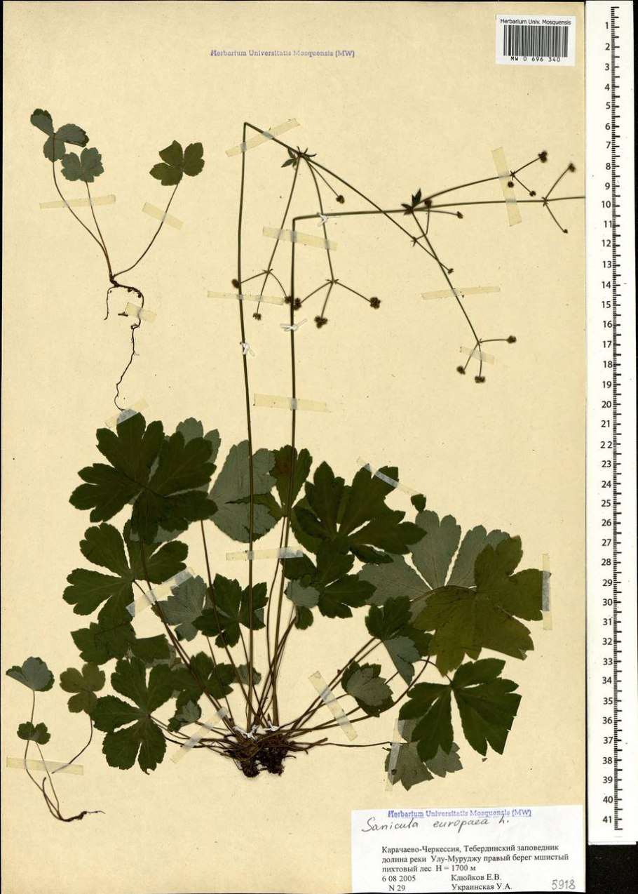 Подлесник европейский