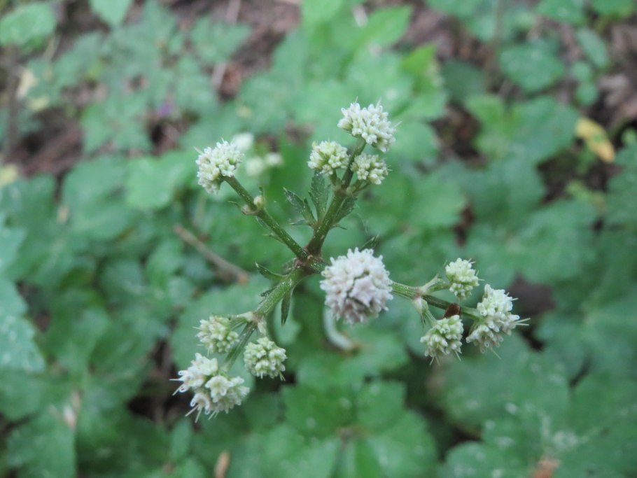 Flora europaea: Volume 3