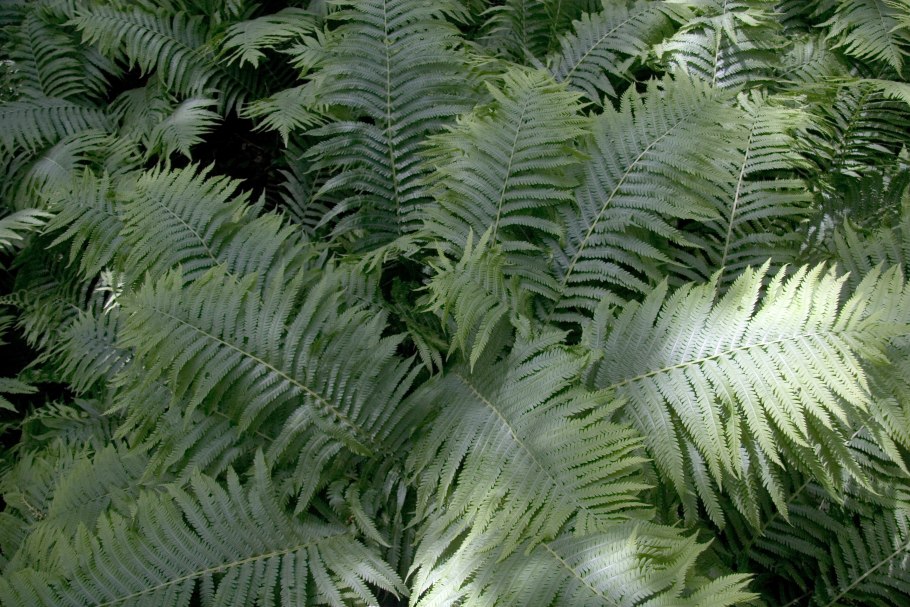 Щитовник окаймленный