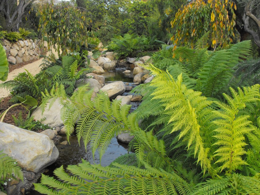 Арана хелико паук папоротник