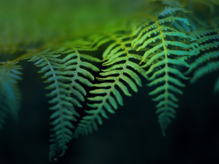 Морской папоротник