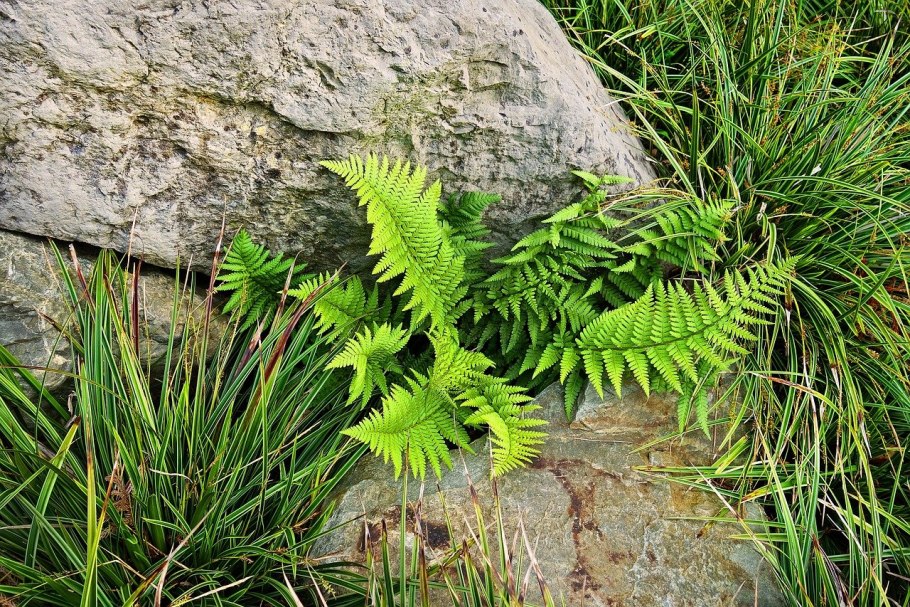Папоротник Mix Fern