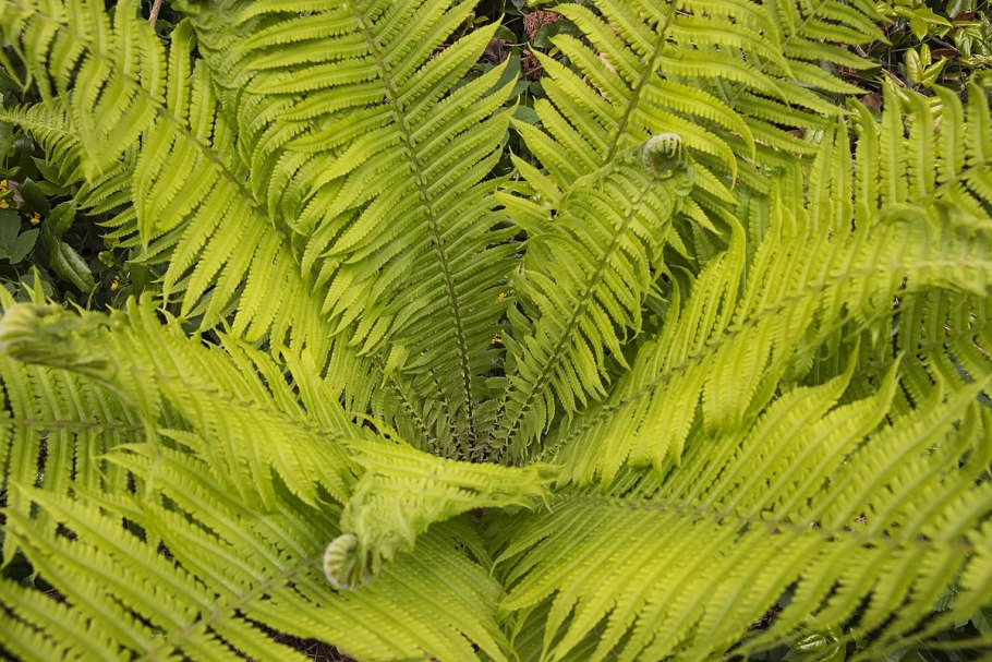 Норфолкский папоротник