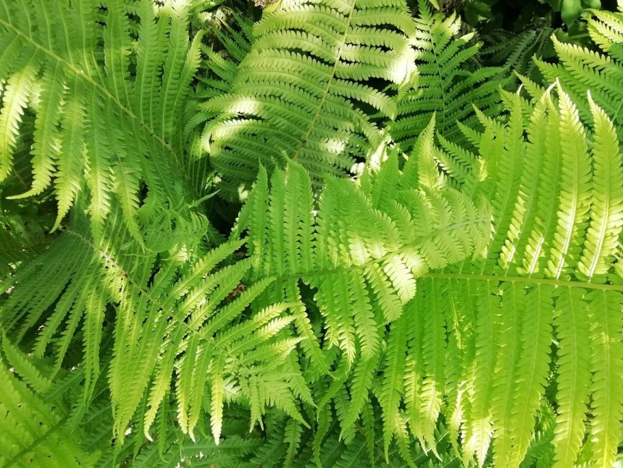 Страусник папоротник